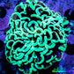 Ultra Hammer Coral -  WYSIWYG 7cm A3R5B1 Ultra Hammer Coral -  WYSIWYG 7cm A3R5B1 Aquarium Decor Ultra Hammer Coral -  WYSIWYG 7cm A3R5B1 Zeo Box Reef
