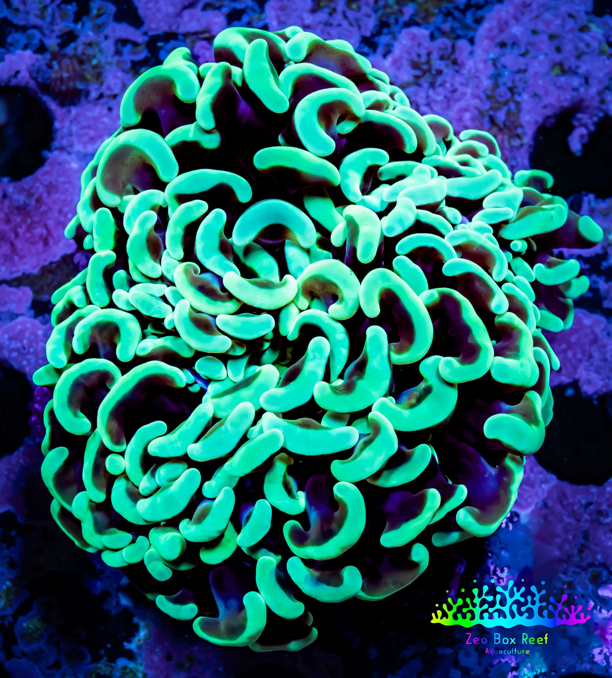 Ultra Hammer Coral -  WYSIWYG 7cm A3R5B1 Ultra Hammer Coral -  WYSIWYG 7cm A3R5B1 Aquarium Decor Ultra Hammer Coral -  WYSIWYG 7cm A3R5B1 Zeo Box Reef