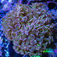 Ultra Hammer Coral -  WYSIWYG 7cm A4R5B1 Ultra Hammer Coral -  WYSIWYG 7cm A4R5B1 Aquarium Decor Ultra Hammer Coral -  WYSIWYG 7cm A4R5B1 Zeo Box Reef