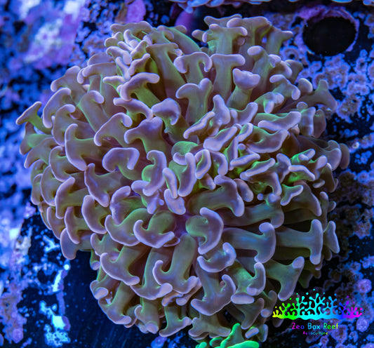 Ultra Hammer Coral -  WYSIWYG 7cm A4R5B1 Ultra Hammer Coral -  WYSIWYG 7cm A4R5B1 Aquarium Decor Ultra Hammer Coral -  WYSIWYG 7cm A4R5B1 Zeo Box Reef