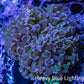Ultra Hammer Coral -  WYSIWYG 7cm A4R5B1 Ultra Hammer Coral -  WYSIWYG 7cm A4R5B1 Aquarium Decor Ultra Hammer Coral -  WYSIWYG 7cm A4R5B1 Zeo Box Reef