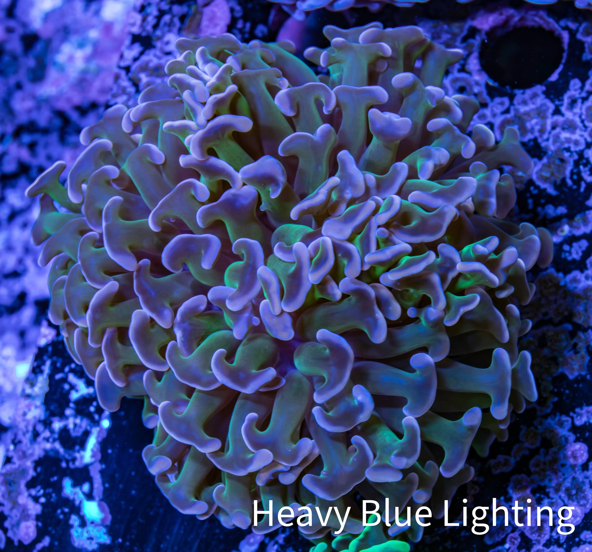 Ultra Hammer Coral -  WYSIWYG 7cm A4R5B1 Ultra Hammer Coral -  WYSIWYG 7cm A4R5B1 Aquarium Decor Ultra Hammer Coral -  WYSIWYG 7cm A4R5B1 Zeo Box Reef