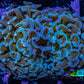 Ultra Hammer Coral -  WYSIWYG 7cm B10R6B1 Ultra Hammer Coral -  WYSIWYG 7cm B10R6B1 Aquarium Decor Ultra Hammer Coral -  WYSIWYG 7cm B10R6B1 Zeo Box Reef