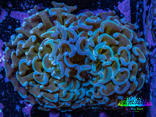 Ultra Hammer Coral -  WYSIWYG 7cm B10R6B1 Ultra Hammer Coral -  WYSIWYG 7cm B10R6B1 Aquarium Decor Ultra Hammer Coral -  WYSIWYG 7cm B10R6B1 Zeo Box Reef