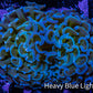 Ultra Hammer Coral -  WYSIWYG 7cm B10R6B1 Ultra Hammer Coral -  WYSIWYG 7cm B10R6B1 Aquarium Decor Ultra Hammer Coral -  WYSIWYG 7cm B10R6B1 Zeo Box Reef
