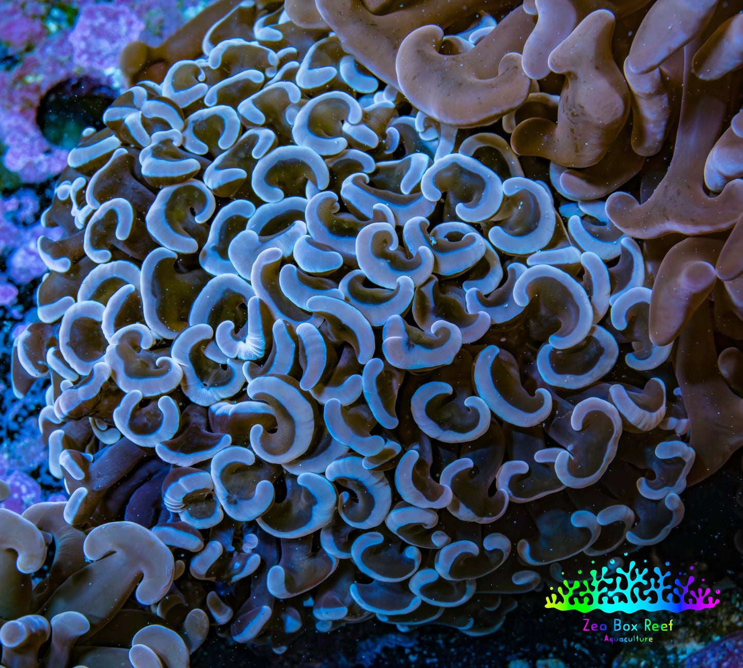 Ultra Hammer Coral -  WYSIWYG 7cm B41R6B1 Ultra Hammer Coral -  WYSIWYG 7cm B41R6B1 Aquarium Decor Ultra Hammer Coral -  WYSIWYG 7cm B41R6B1 Zeo Box Reef