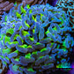 Ultra Hammer Coral -  WYSIWYG 7cm C1R6B1 Ultra Hammer Coral -  WYSIWYG 7cm C1R6B1 Aquarium Decor Ultra Hammer Coral -  WYSIWYG 7cm C1R6B1 Zeo Box Reef