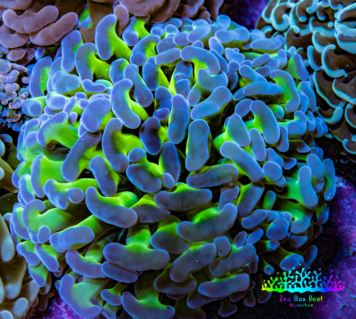Ultra Hammer Coral -  WYSIWYG 7cm C1R6B1 Ultra Hammer Coral -  WYSIWYG 7cm C1R6B1 Aquarium Decor Ultra Hammer Coral -  WYSIWYG 7cm C1R6B1 Zeo Box Reef
