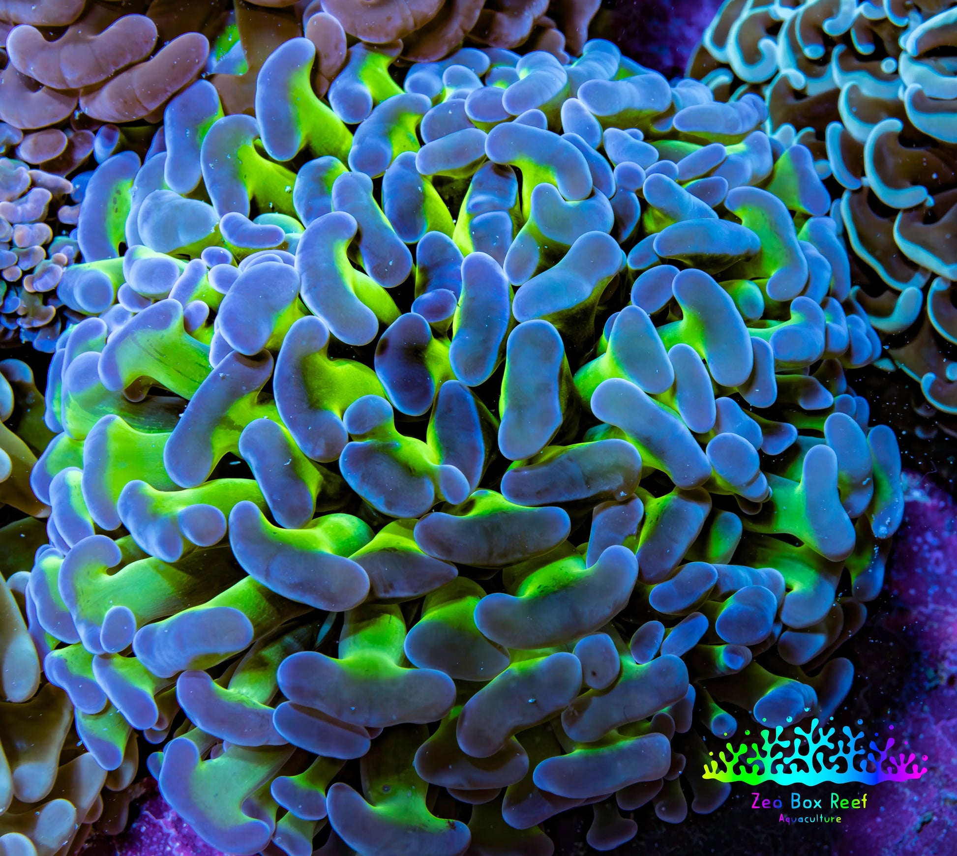 Ultra Hammer Coral -  WYSIWYG 7cm C1R6B1 Ultra Hammer Coral -  WYSIWYG 7cm C1R6B1 Aquarium Decor Ultra Hammer Coral -  WYSIWYG 7cm C1R6B1 Zeo Box Reef