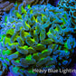 Ultra Hammer Coral -  WYSIWYG 7cm C1R6B1 Ultra Hammer Coral -  WYSIWYG 7cm C1R6B1 Aquarium Decor Ultra Hammer Coral -  WYSIWYG 7cm C1R6B1 Zeo Box Reef