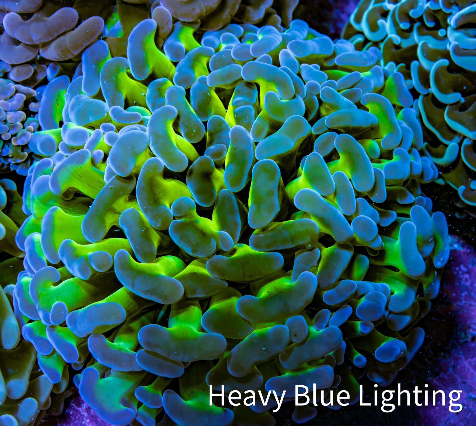 Ultra Hammer Coral -  WYSIWYG 7cm C1R6B1 Ultra Hammer Coral -  WYSIWYG 7cm C1R6B1 Aquarium Decor Ultra Hammer Coral -  WYSIWYG 7cm C1R6B1 Zeo Box Reef