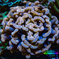 Ultra Hammer Coral -  WYSIWYG 7cm C2R6B1 Ultra Hammer Coral -  WYSIWYG 7cm C2R6B1 Aquarium Decor Ultra Hammer Coral -  WYSIWYG 7cm C2R6B1 Zeo Box Reef