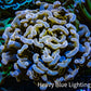 Ultra Hammer Coral -  WYSIWYG 7cm C2R6B1 Ultra Hammer Coral -  WYSIWYG 7cm C2R6B1 Aquarium Decor Ultra Hammer Coral -  WYSIWYG 7cm C2R6B1 Zeo Box Reef