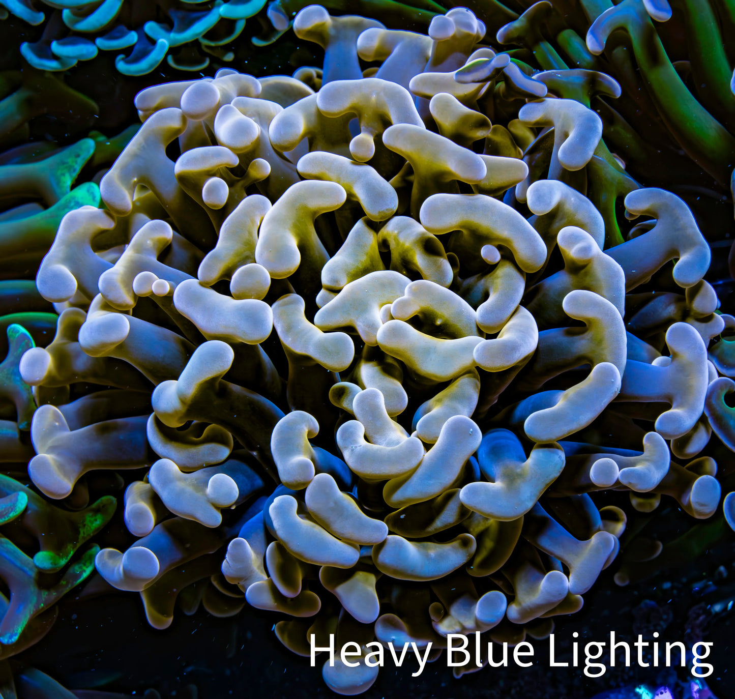 Ultra Hammer Coral -  WYSIWYG 7cm C2R6B1 Ultra Hammer Coral -  WYSIWYG 7cm C2R6B1 Aquarium Decor Ultra Hammer Coral -  WYSIWYG 7cm C2R6B1 Zeo Box Reef