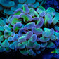 Ultra Hammer Coral -  WYSIWYG 7cm C4R5B1 Ultra Hammer Coral -  WYSIWYG 7cm C4R5B1 Aquarium Decor Ultra Hammer Coral -  WYSIWYG 7cm C4R5B1 Zeo Box Reef