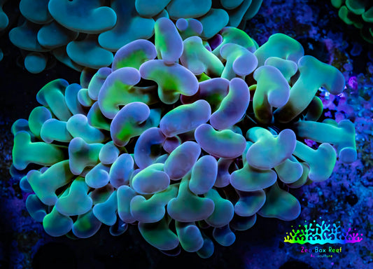 Ultra Hammer Coral -  WYSIWYG 7cm C4R5B1 Ultra Hammer Coral -  WYSIWYG 7cm C4R5B1 Aquarium Decor Ultra Hammer Coral -  WYSIWYG 7cm C4R5B1 Zeo Box Reef