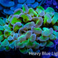 Ultra Hammer Coral -  WYSIWYG 7cm C4R5B1 Ultra Hammer Coral -  WYSIWYG 7cm C4R5B1 Aquarium Decor Ultra Hammer Coral -  WYSIWYG 7cm C4R5B1 Zeo Box Reef