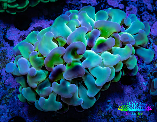 Ultra Hammer Coral -  WYSIWYG 7cm C4R5B1 Ultra Hammer Coral -  WYSIWYG 7cm C4R5B1 Aquarium Decor Ultra Hammer Coral -  WYSIWYG 7cm C4R5B1 Zeo Box Reef