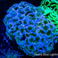 Ultra Hammer Coral WYSIWYG 7cm Ultra Hammer Coral WYSIWYG 7cm Aquarium Decor Ultra Hammer Coral WYSIWYG 7cm Zeo Box Reef
