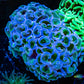 Ultra Hammer Coral WYSIWYG 7cm Ultra Hammer Coral WYSIWYG 7cm Aquarium Decor Ultra Hammer Coral WYSIWYG 7cm Zeo Box Reef