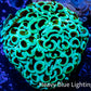Ultra Hammer Coral -  WYSIWYG 7cm Ultra Hammer Coral -  WYSIWYG 7cm Aquarium Decor Ultra Hammer Coral -  WYSIWYG 7cm Zeo Box Reef