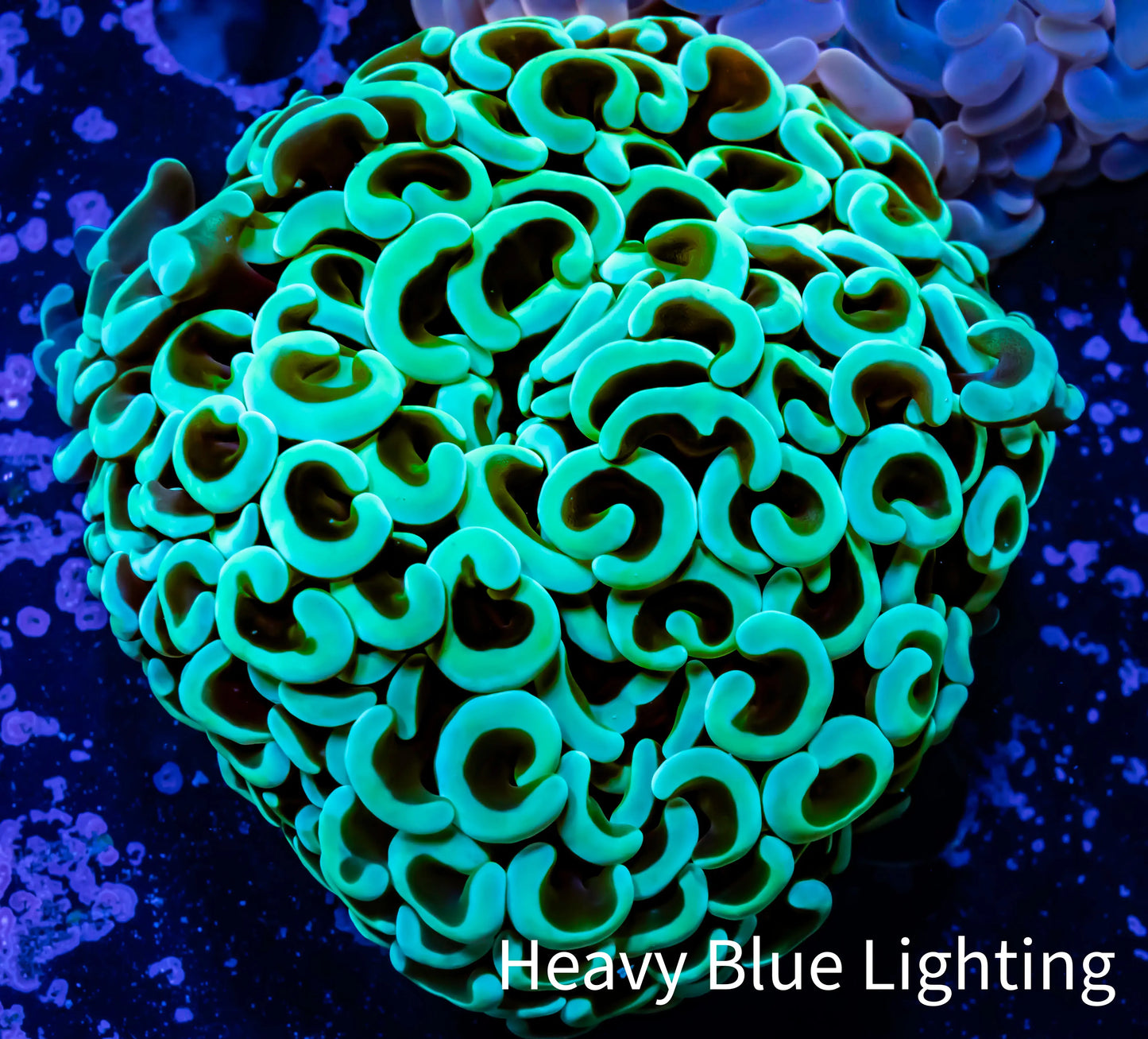 Ultra Hammer Coral -  WYSIWYG 7cm Ultra Hammer Coral -  WYSIWYG 7cm Aquarium Decor Ultra Hammer Coral -  WYSIWYG 7cm Zeo Box Reef
