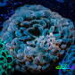 Ultra Hammer Coral -  WYSIWYG 7cm Ultra Hammer Coral -  WYSIWYG 7cm Aquarium Decor Ultra Hammer Coral -  WYSIWYG 7cm Zeo Box Reef
