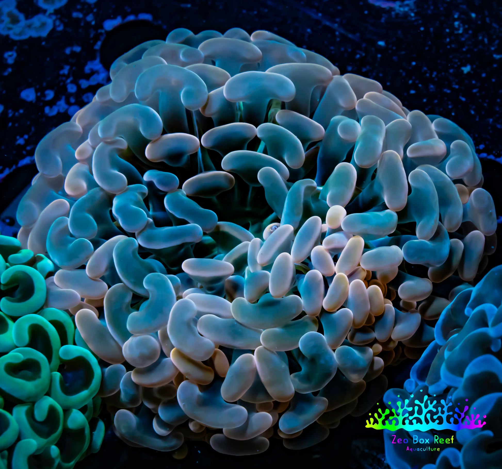 Ultra Hammer Coral -  WYSIWYG 7cm Ultra Hammer Coral -  WYSIWYG 7cm Aquarium Decor Ultra Hammer Coral -  WYSIWYG 7cm Zeo Box Reef