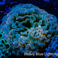 Ultra Hammer Coral -  WYSIWYG 7cm Ultra Hammer Coral -  WYSIWYG 7cm Aquarium Decor Ultra Hammer Coral -  WYSIWYG 7cm Zeo Box Reef