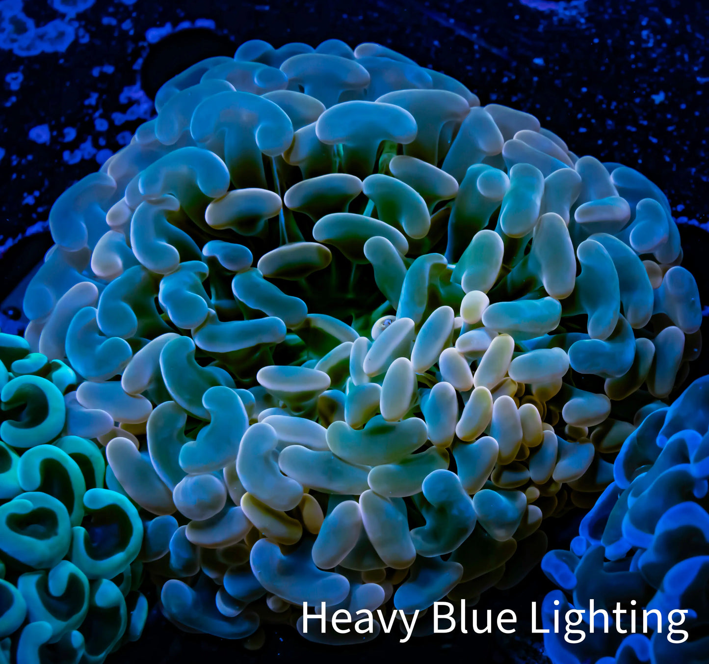 Ultra Hammer Coral -  WYSIWYG 7cm Ultra Hammer Coral -  WYSIWYG 7cm Aquarium Decor Ultra Hammer Coral -  WYSIWYG 7cm Zeo Box Reef