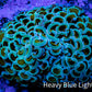 Ultra Hammer Coral -  WYSIWYG 7cm c5R5B1 Ultra Hammer Coral -  WYSIWYG 7cm c5R5B1 Aquarium Decor Ultra Hammer Coral -  WYSIWYG 7cm c5R5B1 Zeo Box Reef