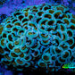 Ultra Hammer Coral -  WYSIWYG 7cm c5R5B1 Ultra Hammer Coral -  WYSIWYG 7cm c5R5B1 Aquarium Decor Ultra Hammer Coral -  WYSIWYG 7cm c5R5B1 Zeo Box Reef