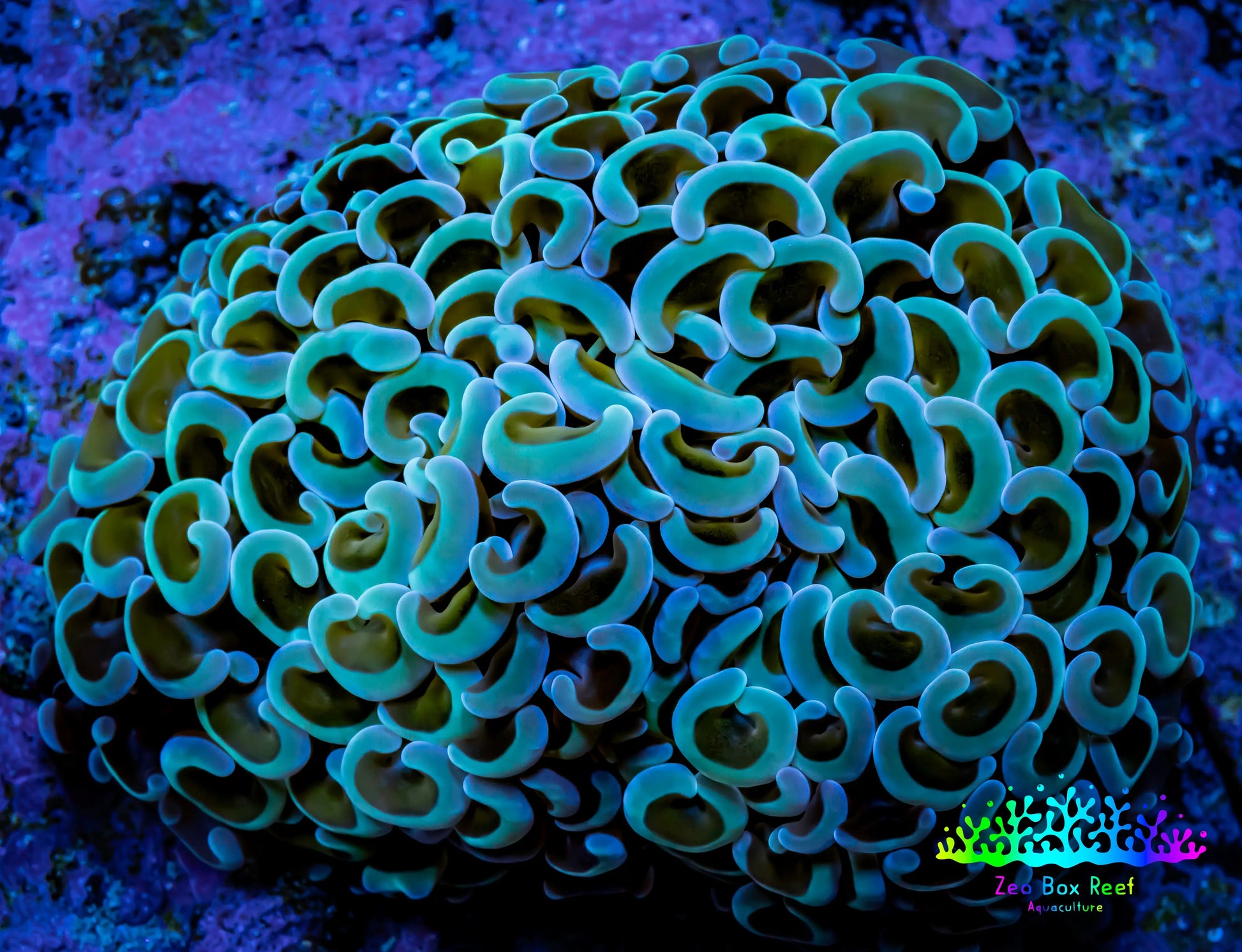 Ultra Hammer Coral -  WYSIWYG 7cm c5R5B1 Ultra Hammer Coral -  WYSIWYG 7cm c5R5B1 Aquarium Decor Ultra Hammer Coral -  WYSIWYG 7cm c5R5B1 Zeo Box Reef