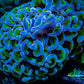 Ultra Hammer Coral WYSIWYG 8cm A2R5B1 Ultra Hammer Coral WYSIWYG 8cm A2R5B1 Aquarium Decor Ultra Hammer Coral WYSIWYG 8cm A2R5B1 Zeo Box Reef