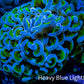 Ultra Hammer Coral WYSIWYG 8cm A2R5B1 Ultra Hammer Coral WYSIWYG 8cm A2R5B1 Aquarium Decor Ultra Hammer Coral WYSIWYG 8cm A2R5B1 Zeo Box Reef