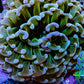 Ultra Hammer Coral -  WYSIWYG 8cm B1R6B1 Ultra Hammer Coral -  WYSIWYG 8cm B1R6B1 Aquarium Decor Ultra Hammer Coral -  WYSIWYG 8cm B1R6B1 Zeo Box Reef