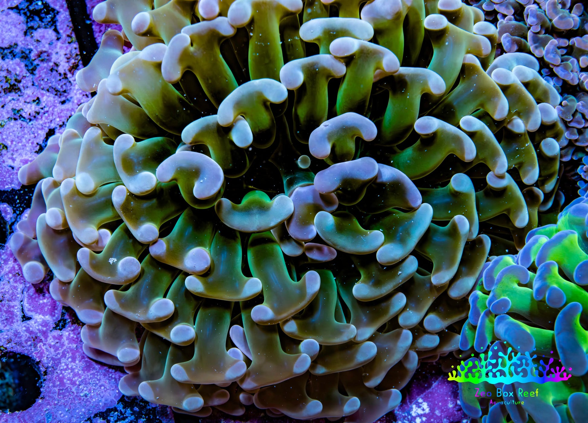 Ultra Hammer Coral -  WYSIWYG 8cm B1R6B1 Ultra Hammer Coral -  WYSIWYG 8cm B1R6B1 Aquarium Decor Ultra Hammer Coral -  WYSIWYG 8cm B1R6B1 Zeo Box Reef