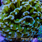 Ultra Hammer Coral -  WYSIWYG 8cm B1R6B1 Ultra Hammer Coral -  WYSIWYG 8cm B1R6B1 Aquarium Decor Ultra Hammer Coral -  WYSIWYG 8cm B1R6B1 Zeo Box Reef