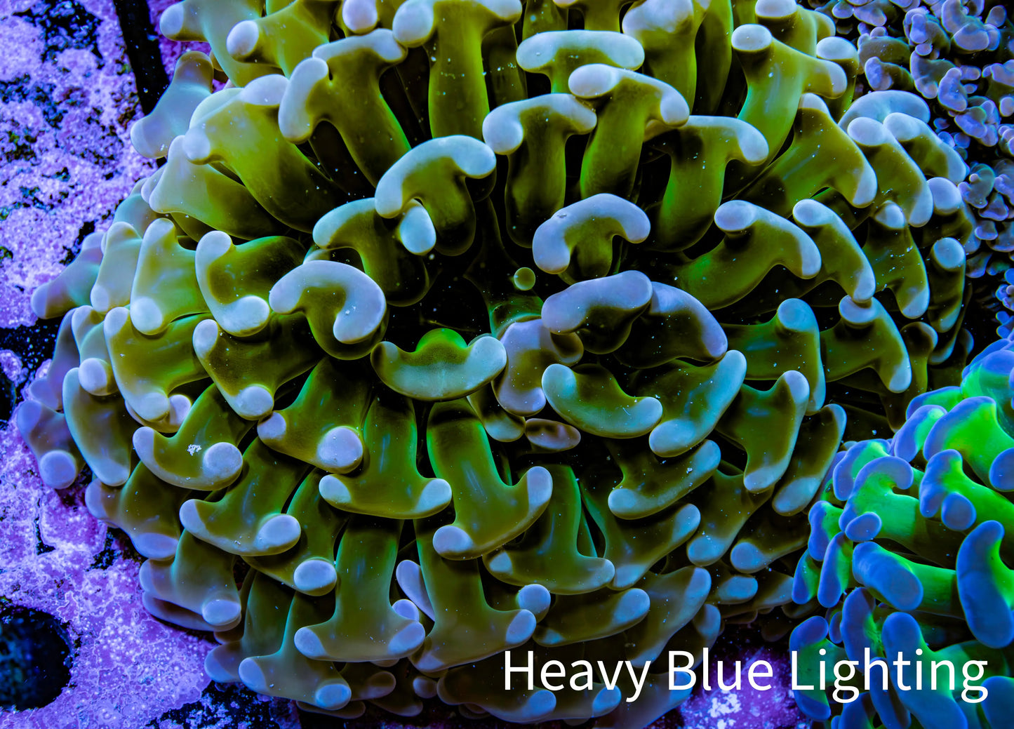 Ultra Hammer Coral -  WYSIWYG 8cm B1R6B1 Ultra Hammer Coral -  WYSIWYG 8cm B1R6B1 Aquarium Decor Ultra Hammer Coral -  WYSIWYG 8cm B1R6B1 Zeo Box Reef