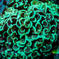 Ultra Hammer Coral -  WYSIWYG 8cm B2R6B1 Ultra Hammer Coral -  WYSIWYG 8cm B2R6B1 Aquarium Decor Ultra Hammer Coral -  WYSIWYG 8cm B2R6B1 Zeo Box Reef