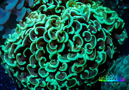 Ultra Hammer Coral -  WYSIWYG 8cm B2R6B1 Ultra Hammer Coral -  WYSIWYG 8cm B2R6B1 Aquarium Decor Ultra Hammer Coral -  WYSIWYG 8cm B2R6B1 Zeo Box Reef