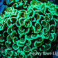 Ultra Hammer Coral -  WYSIWYG 8cm B2R6B1 Ultra Hammer Coral -  WYSIWYG 8cm B2R6B1 Aquarium Decor Ultra Hammer Coral -  WYSIWYG 8cm B2R6B1 Zeo Box Reef
