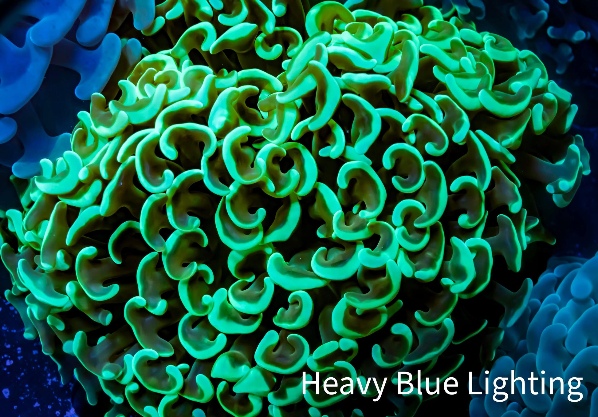 Ultra Hammer Coral -  WYSIWYG 8cm B2R6B1 Ultra Hammer Coral -  WYSIWYG 8cm B2R6B1 Aquarium Decor Ultra Hammer Coral -  WYSIWYG 8cm B2R6B1 Zeo Box Reef