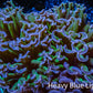 Ultra Hammer Coral -  WYSIWYG 8cm B2R6B1 Ultra Hammer Coral -  WYSIWYG 8cm B2R6B1 Aquarium Decor Ultra Hammer Coral -  WYSIWYG 8cm B2R6B1 Zeo Box Reef