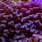 Ultra Hammer Coral -  WYSIWYG 8cm B2R6B1 Ultra Hammer Coral -  WYSIWYG 8cm B2R6B1 Aquarium Decor Ultra Hammer Coral -  WYSIWYG 8cm B2R6B1 Zeo Box Reef