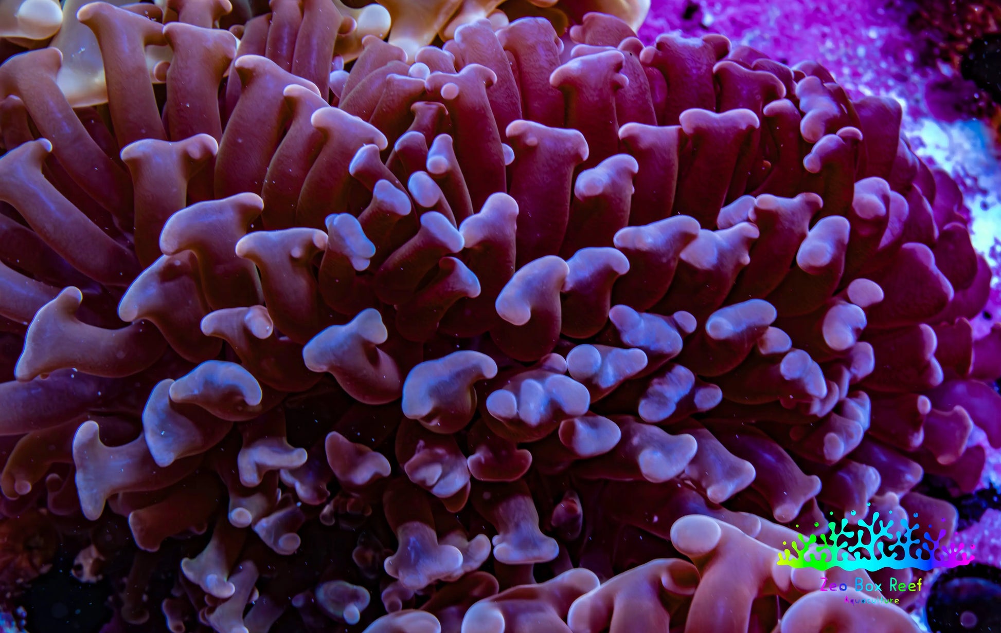Ultra Hammer Coral -  WYSIWYG 8cm B2R6B1 Ultra Hammer Coral -  WYSIWYG 8cm B2R6B1 Aquarium Decor Ultra Hammer Coral -  WYSIWYG 8cm B2R6B1 Zeo Box Reef