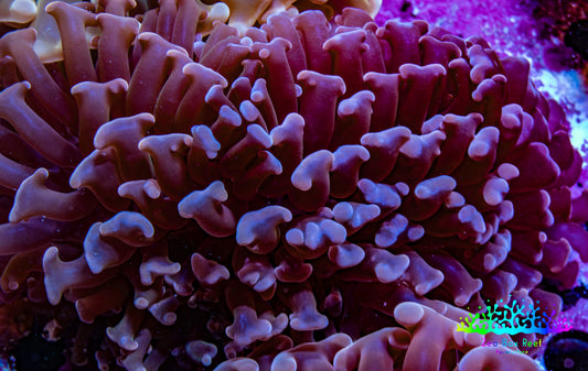 Ultra Hammer Coral -  WYSIWYG 8cm B2R6B1 Ultra Hammer Coral -  WYSIWYG 8cm B2R6B1 Aquarium Decor Ultra Hammer Coral -  WYSIWYG 8cm B2R6B1 Zeo Box Reef