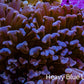 Ultra Hammer Coral -  WYSIWYG 8cm B2R6B1 Ultra Hammer Coral -  WYSIWYG 8cm B2R6B1 Aquarium Decor Ultra Hammer Coral -  WYSIWYG 8cm B2R6B1 Zeo Box Reef