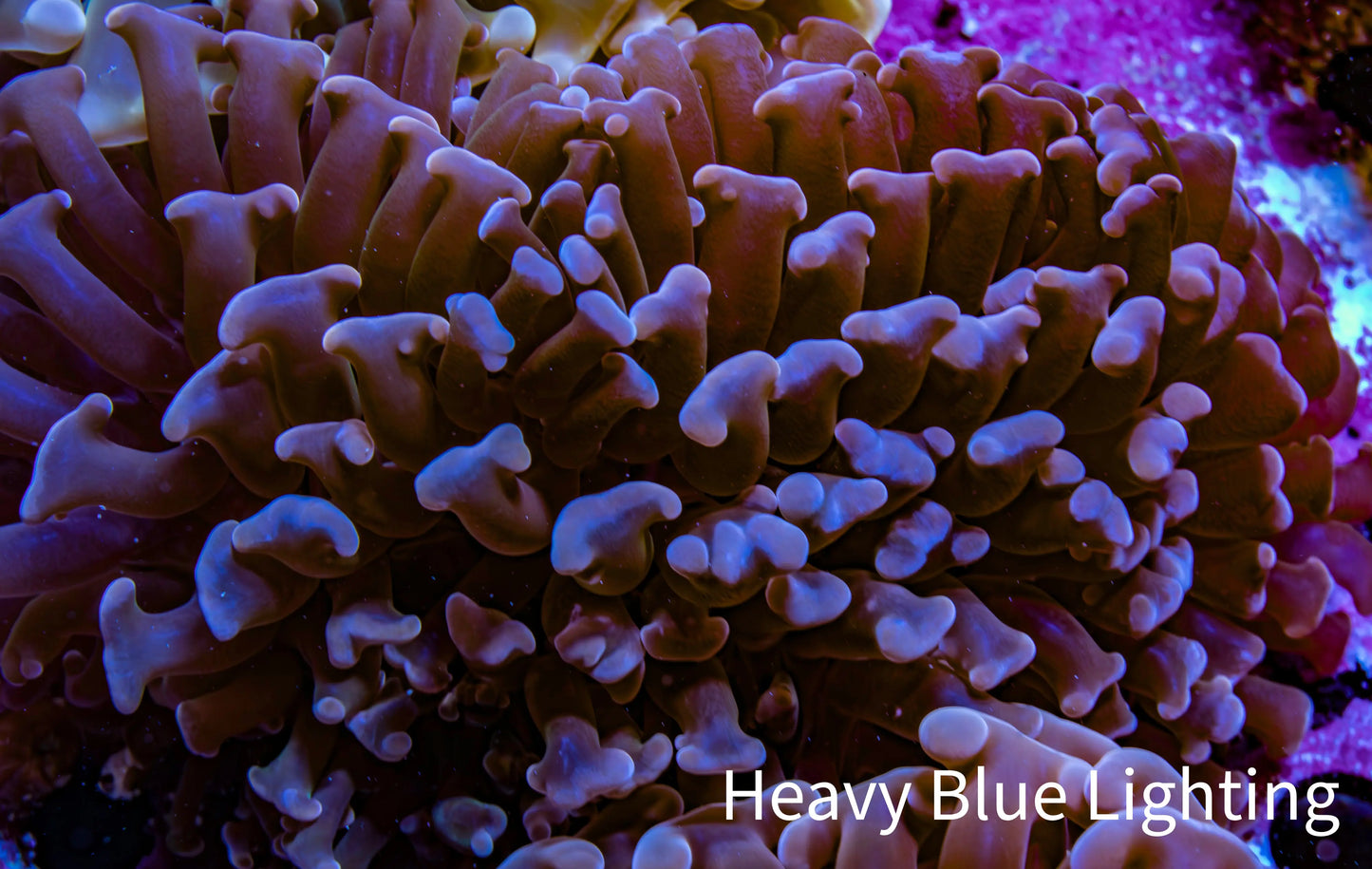 Ultra Hammer Coral -  WYSIWYG 8cm B2R6B1 Ultra Hammer Coral -  WYSIWYG 8cm B2R6B1 Aquarium Decor Ultra Hammer Coral -  WYSIWYG 8cm B2R6B1 Zeo Box Reef