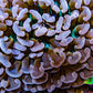 Ultra Hammer Coral -  WYSIWYG 8cm B4R6B1 Ultra Hammer Coral -  WYSIWYG 8cm B4R6B1 Aquarium Decor Ultra Hammer Coral -  WYSIWYG 8cm B4R6B1 Zeo Box Reef